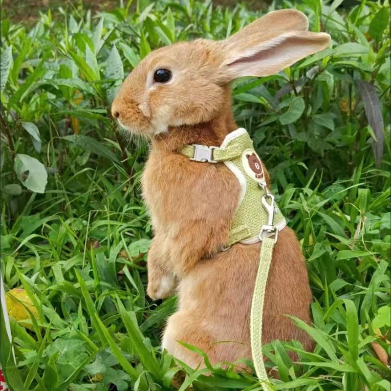 Cute Rabbit Harness and Leash Set | Pet Bunny Accessories | Shop Now